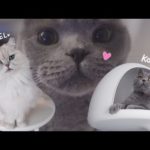 Vlog #4 | (협찬) My lovely cats video | Gatoperro Catpole DIY | 가또페로 캣폴
