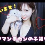 超可愛い短足たれ耳マンチカンの子猫を育てることになりましたI decided to raise a munchkin kitten with super cute short-legged ears