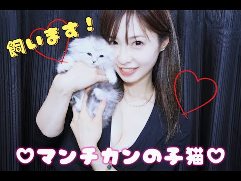 超可愛い短足たれ耳マンチカンの子猫を育てることになりましたI decided to raise a munchkin kitten with super cute short-legged ears