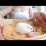 VR360 Lookbook – Mother Hamster Tries To Escape The Maze To Take Care Of Baby Hamster