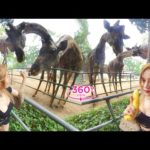 VR360 META – Let’s Go To The Zoo