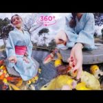 VR360 META – The Weekend With Japanese Koi Fish