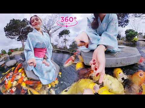 VR360 META – The Weekend With Japanese Koi Fish