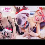VR360 META – All I Want For Christmas Is You 💖 Sphynx