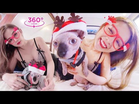VR360 META – All I Want For Christmas Is You 💖 Sphynx