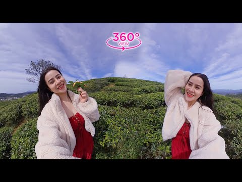 VR360 META – Green Tea Field