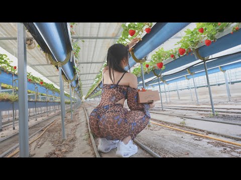 농장에서 딸기 🍓 따서 먹기 ( going strawberry picking )