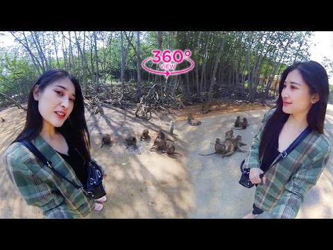 VR360 META – Beauty and the Monkeys