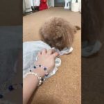 トイプードルココちゃん　#short