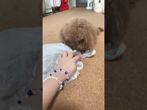 トイプードルココちゃん　#short