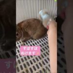 換毛期のうさぎさんの毛を上手にとる方法(՞･･՞)♡