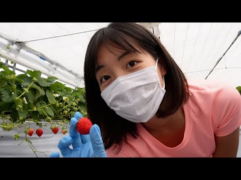 2023 09 19 Youtube イチゴ収穫