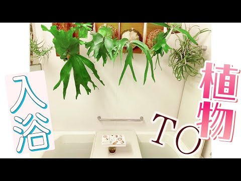 家のビカクシダ🍃観葉植物🌳と風呂に入る人