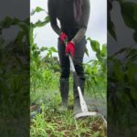 初めて見た草刈り道具買ってみた。