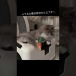 きょうのさくら家🐾うにとらとろちゃんです #1