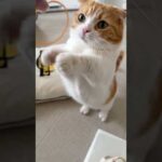 きょうのさくら家🐾輪ゴムがだいすきなとろちゃん #2