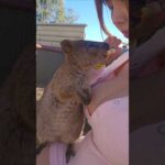 First meeting with Quokka 암어 쿼카 💖🇦🇺 クオカと一緒にです