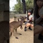 Kangaroo ate my ticket😂 얘가 내 티켓 먹었어요!!!