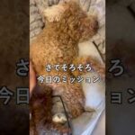 【疲れ極限】ゴミのように終わる30代独身女のリアルな休日 #社畜OLの休日