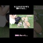 【広島県大久野島】ミニスカでうさぎと戯れてたら…油断しちゃったw