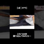 【ぱ◯チラ】こたつの中に潜り込んでみたら…